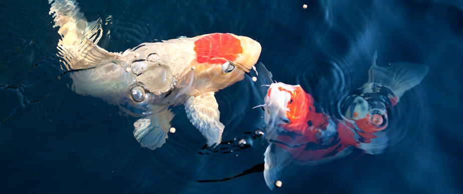 Koi-Vijver