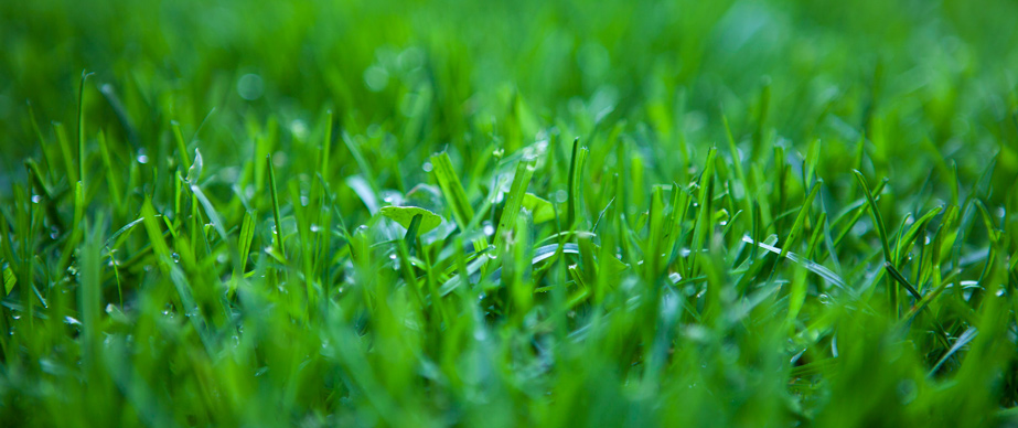 Gras